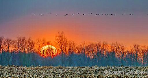 Geese Flying Over Sunrise_P1030524-6.jpg - Canada Geese (Branta canadensis) photographed near Smiths Falls, Ontario, Canada.